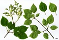 SpeciesSub: subsp. pekinensis